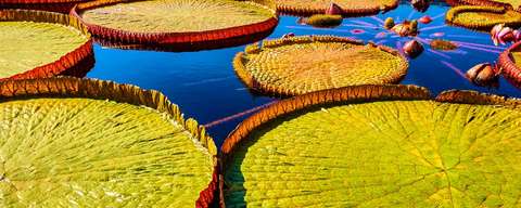 Lily Pad