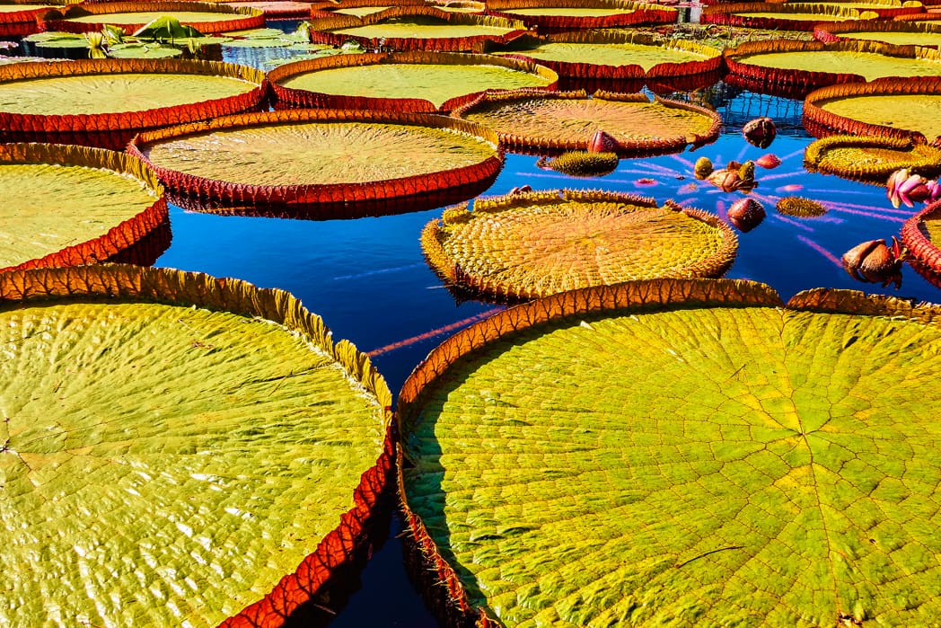 Lily Pad